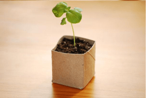 Plant something | Plantez quelquechose